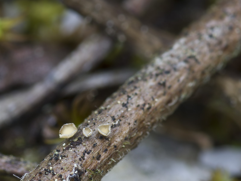 Cyathicula cacaliae